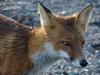 Red Fox